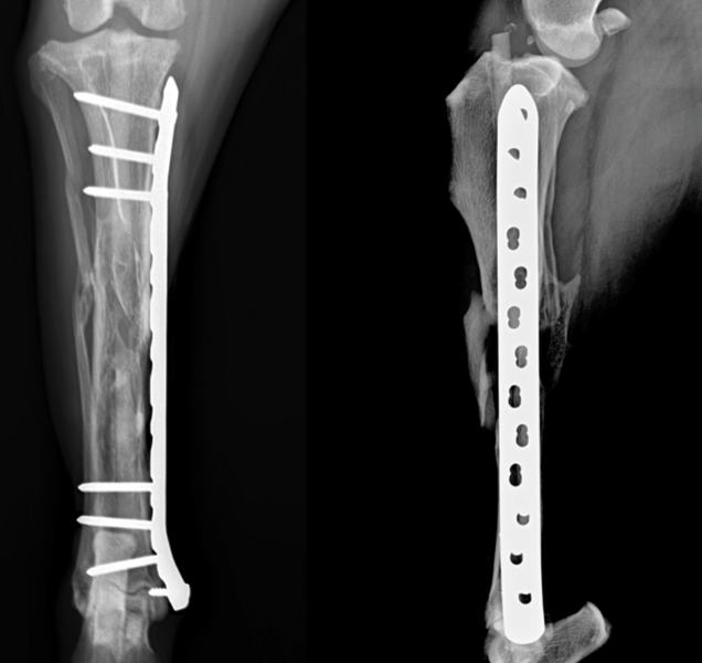22 week post op update for geriatric dog comminuted tibial fracture