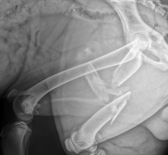 Comminuted mid-diaphyseal fracture in a 30kg dog using IMPeek